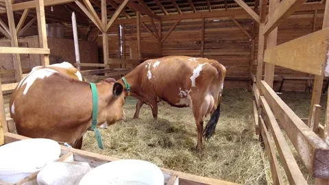 Two white ginger cows eats in a stand on a farm in the afternoon in summer Видео 157526055