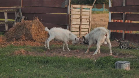 Two white goat kids are fighting just for play in a farm, it's call butting. Stock Footage