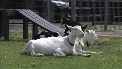 Two white goats and a little black one Stock Footage 137863251