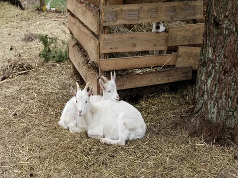Two white goats and a rabbit are on the farm. Stock Footage 75941928