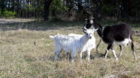 Two white goats and their mother 動画素材 49195161