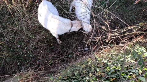 Two white goats butt heads in search of food Stock Footage 223722510