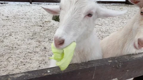 Two white goats eat cabbage leaf from the hands of a man Stock Footage 170277969