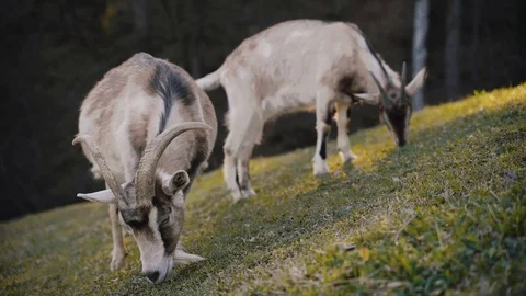 Two white goats eating grass on the field Stock Footage 105170585