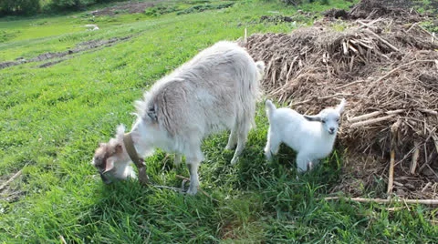 Two white goats Stock Footage 23141264
