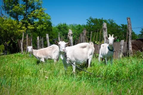 Two white goats on a leash with collars graze next to a rural fence on green Stock Photos