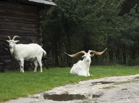 Two white goats Stock-Fotos
