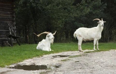 Two white goats Stock-Fotos