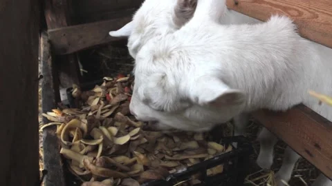 Two white goats of the Zaanenskaya breed are eating potato peelings in the barn. Stock Footage 166375522