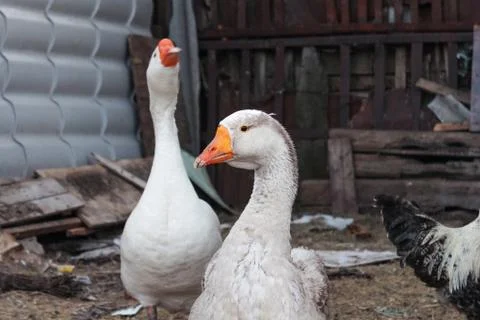 Two white goose Stock Photos