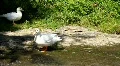 Two white gooses HD Footage