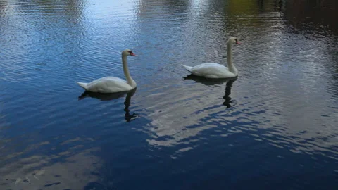 Two white graceful swans Video stock 252200574