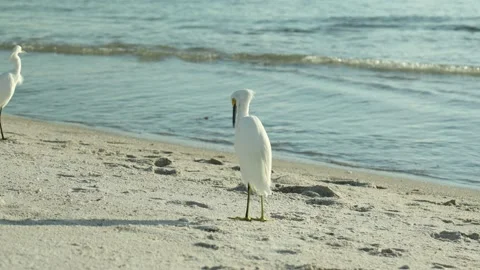 Two white Great Egrets Ardea Alba standing on a sandy beach 库存影片 212140681