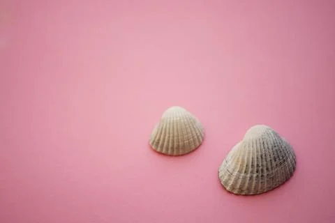 Two white grey seashells on an pink table 스톡 사진