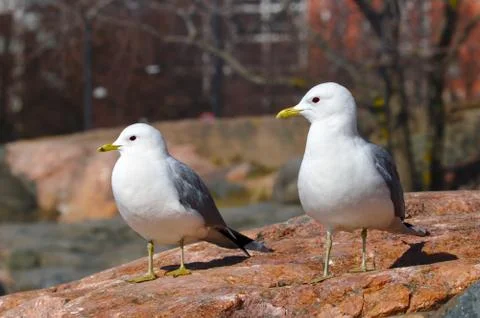 Two white gulls Stock Photos