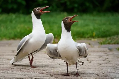 Two white gulls sing with their beaks open. Stock Photos