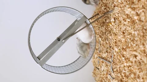 Two white hamsters are running on the wheel. Little mice learn to run on the Stock Footage 213490899