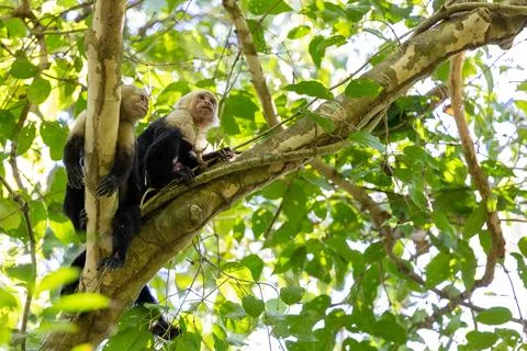 Two white-headed capuchin monkey (Cebus capucinus) Stock Photos