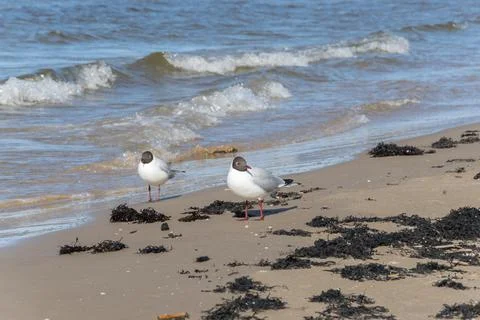 Two white-headed gulls stand on the sand and look Stock Photos