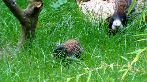 Two white headed marmosets jumping around in high grass Stock Footage 93542852