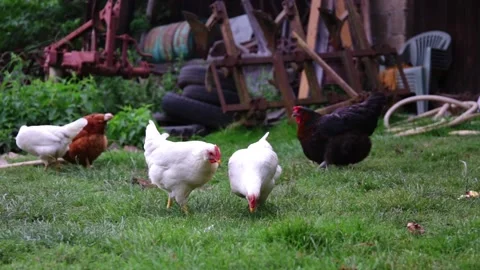 Two White Hens Gallus Gallus Domesticus walking and looking at each other on Stock Footage 150206542