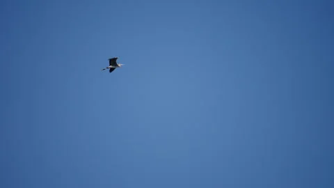 Two white herons fly towards each other against a bright blue sky, slow motion Stock Footage 256081875