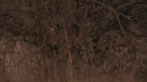 Two white herons gracefully fly into the sky, frightened by a moving motorcycle Stock Footage 305832578