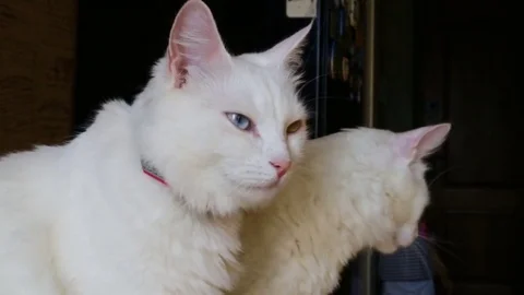 Two white heterochromic cat sitting on the table Stock Footage 80412153