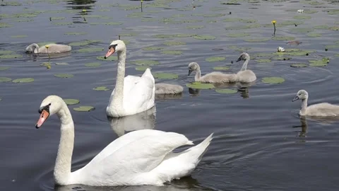 Two white hissing swans with small geese Stock Footage 132548109