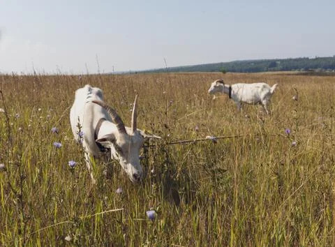 Two white horned goats graze in a vast field of yellowed dry grass Stock Photos