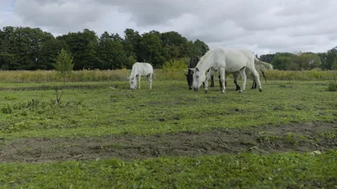 Two white horses and two brown mules graze Stock Footage 219800490