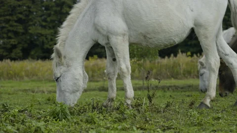 Two white horses and two brown mules graze Stock Footage 219802271