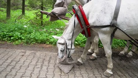 Two white horses are standing in the forest Stock Footage 204762211
