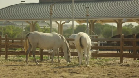 Two white horses. Video stock 130879541