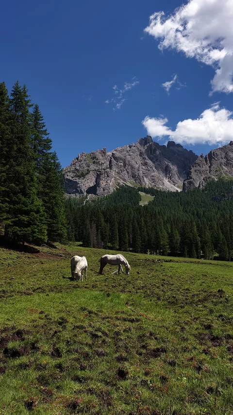 Two white horses grazing in a mountain meadow Stock Footage 320497870