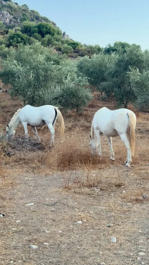 Two white horses grazing in olive grove Stock Footage 336581093