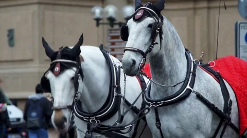 Two white horses in harness on the square Stock Footage 75084764