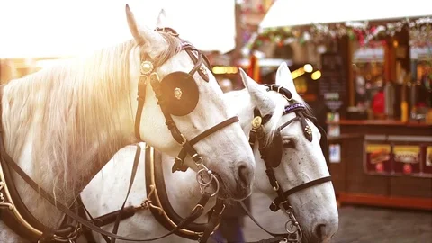 Two white horses in harness on sunlight Stock Footage 75086087