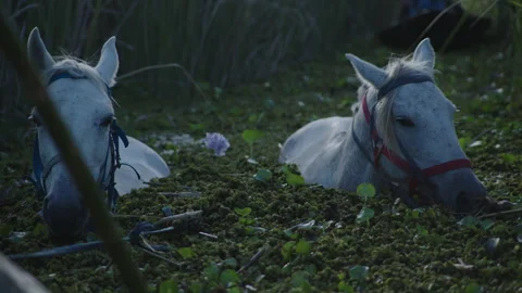 Two white horses lying in a marshy field at dusk Stock Footage 344092392