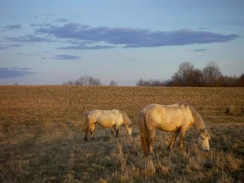 Two white horses Stock Photos