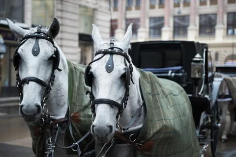 Two white horses pulled Stock Photos