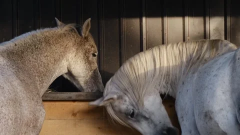 Two white horses standing close together in a stable, gently touching heads in Stock Footage 327488544