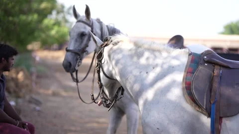 Two white horses standing next to each other medium shot Видео 246982036
