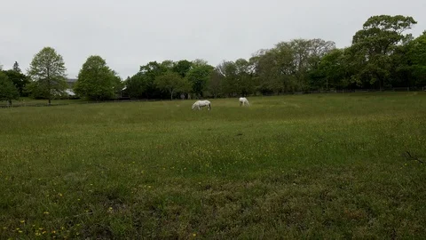 Two White Horses in USA Stock Footage 90361723