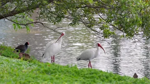 Two white Ibis birds under the tree in Florida wetlands Stock Footage 314745934