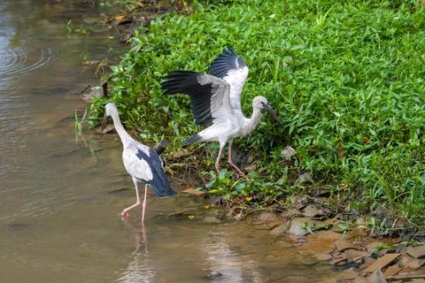 Two white ibises walk shallow water's edge Photos