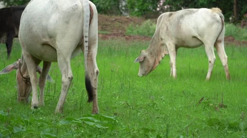 Two-white-indian-zebu-cows-grazing-green-rural-pasture-village-4k.mp4 Stock Footage 339945467