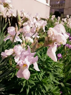 Two white irises 写真素材