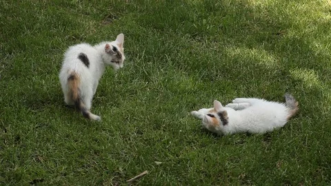 Two white Kitten playing on the  grass Stock Footage 72249681