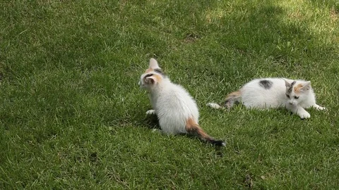 Two white Kitten playing on the green grass Stock Footage 72244538